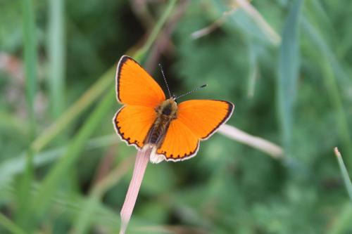 Lycaena virgaureae